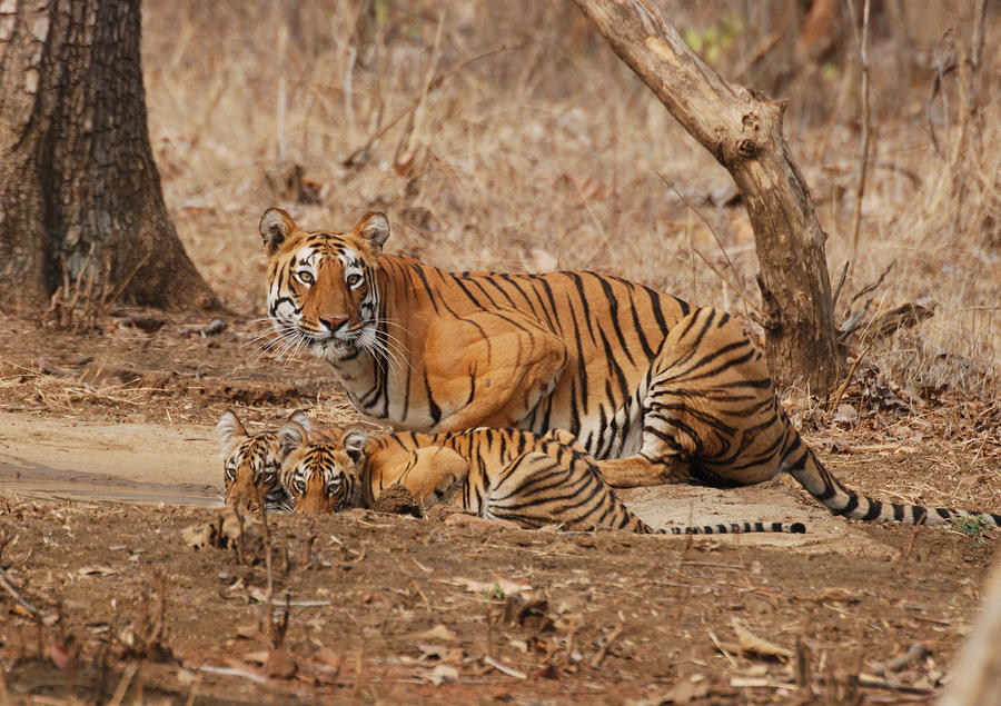 Tigress With Cubs Photograph by Atul Dhamankar