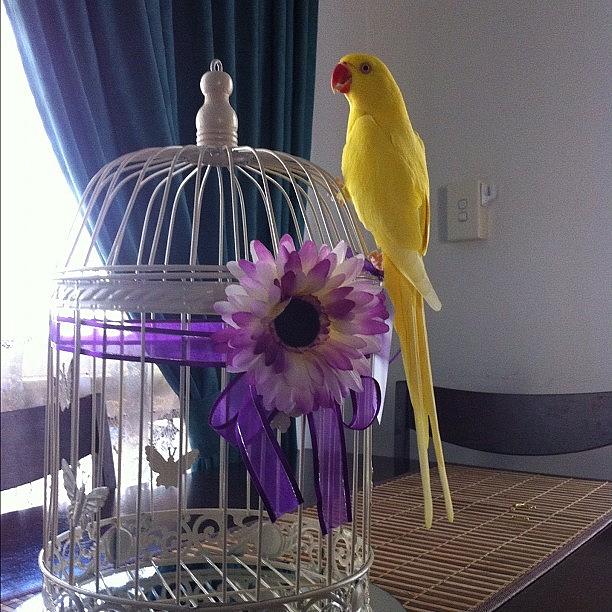 Feather Photograph - Tikki :) #bird #birds #birdsofinstagram by Stealth One