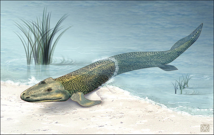 Tiktaalik Prehistoric Fish, Artwork Photograph by National Science Foundation