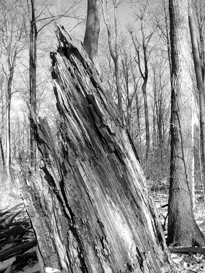 Tilting wood Photograph by Douglas Pike