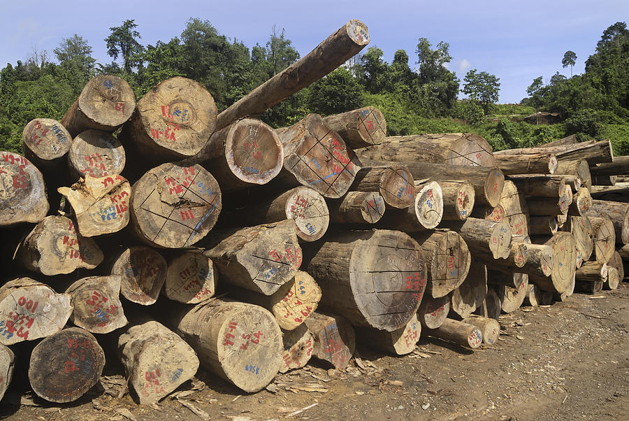 Landscape Photograph - Timber At A Logging Area, Danum Valley by Thomas Marent