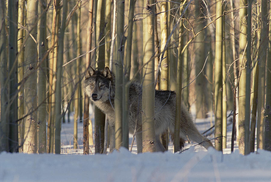 Timber Wolf Canis Lupus Camouflaged Photograph by Konrad Wothe