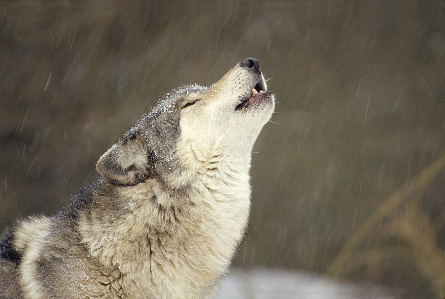 Timber Wolf Canis Lupus Howling Photograph by Gerry Ellis