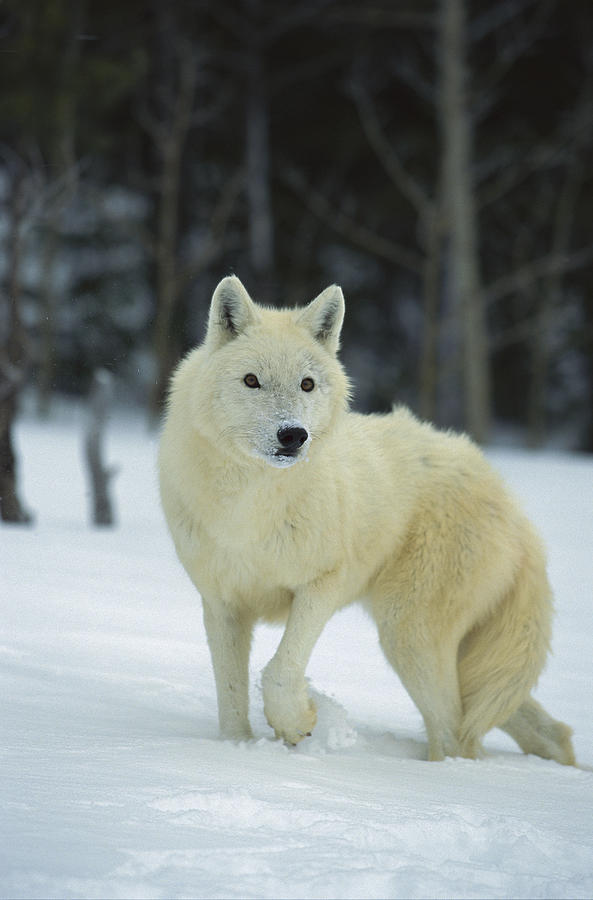 Timber Wolf Canis Lupus, Native Photograph by Konrad Wothe