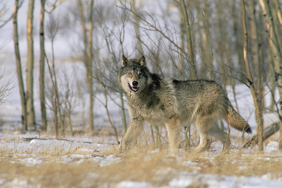 Timber Wolf Canis Lupus, North America Photograph by Konrad Wothe ...
