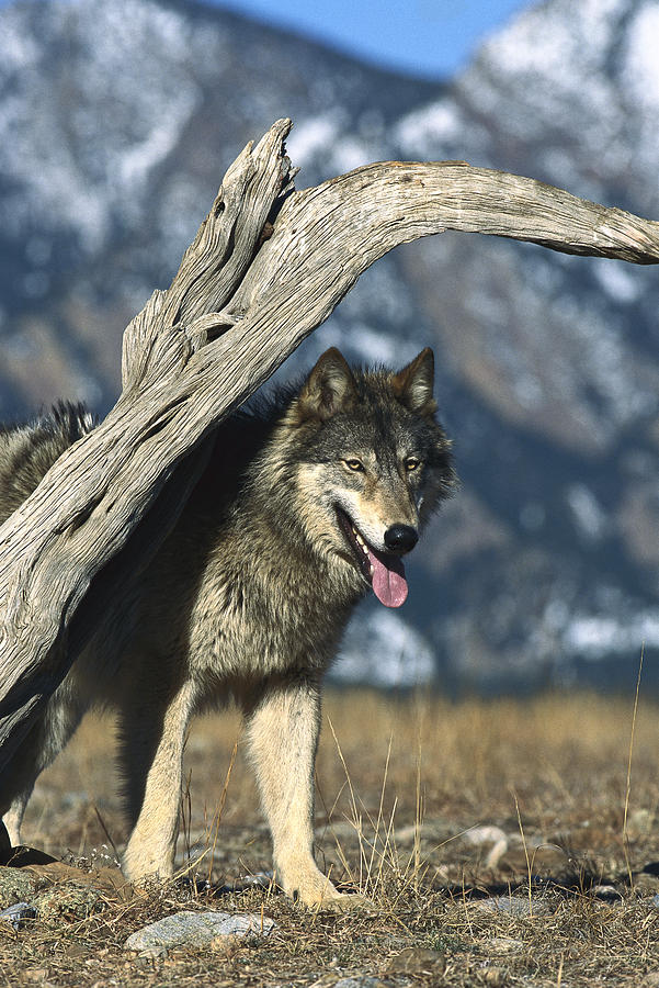 Timber Wolf Canis Lupus Portrait Photograph by Konrad Wothe