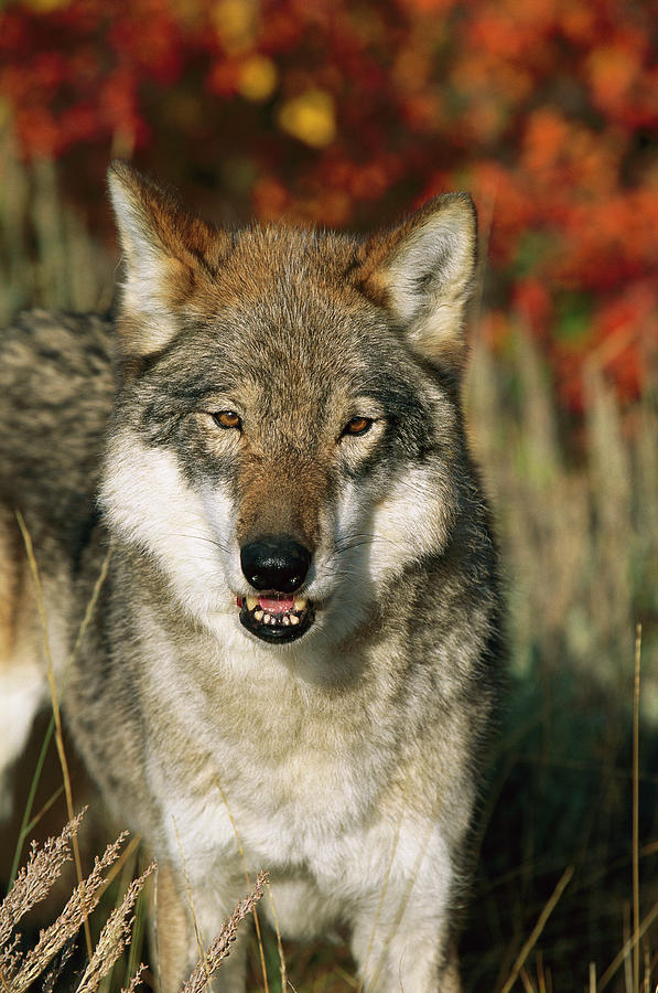 Timber Wolf Canis Lupus Portrait, Teton Photograph by Tom Vezo