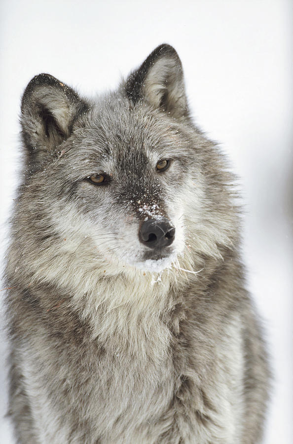 Timber Wolf Canis Lupus Portrait Photograph by Tim Fitzharris