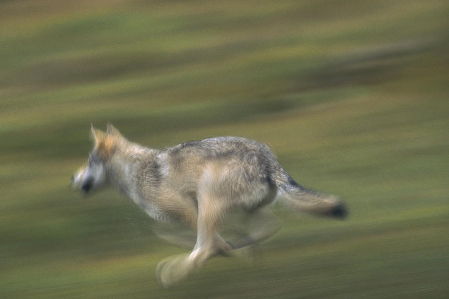 Timber Wolf Canis Lupus Running Photograph by Michael Quinton