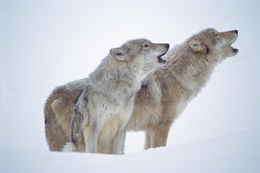 Timber Wolf Pair Howling In Snow North Photograph by Tim Fitzharris