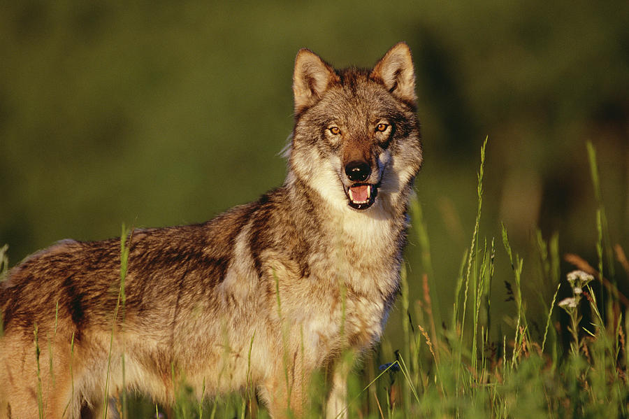 Timber Wolf Portrait North America Photograph by Tim Fitzharris
