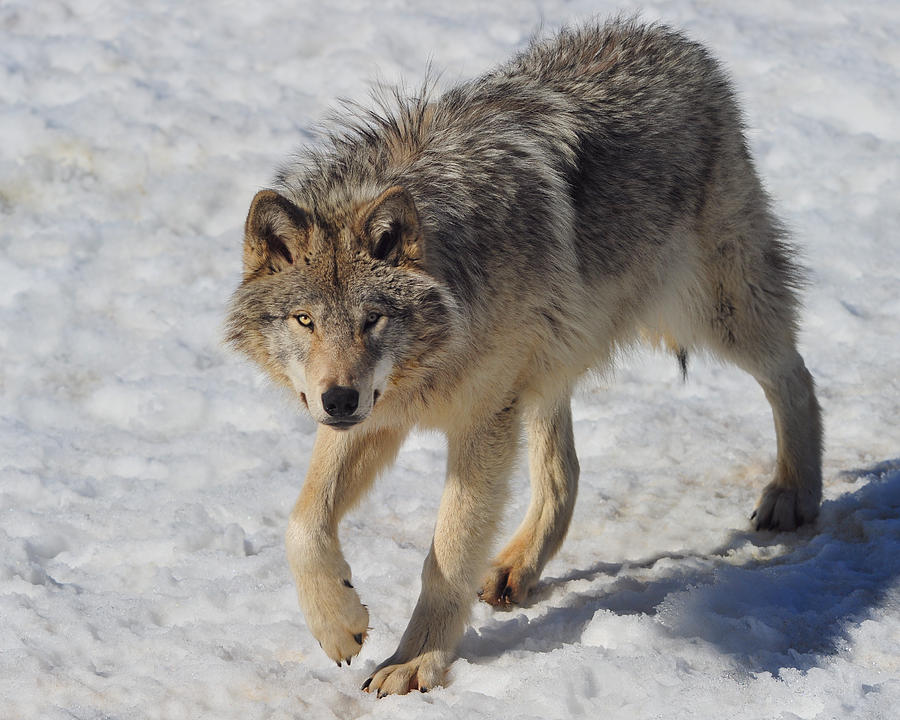Timber Wolf Prowling Photograph