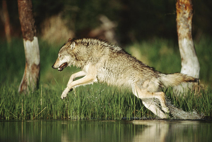 Timber Wolf Running Through Shallow Photograph by Tim Fitzharris