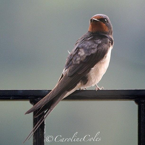 Swallow Photograph - Time To Go #swallow #ornithology by Caroline Coles