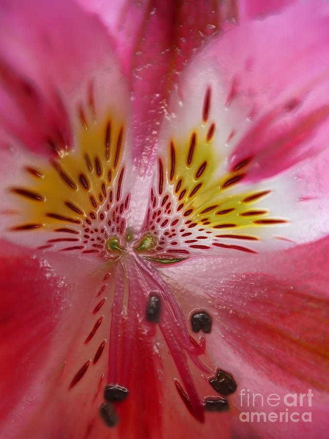 Timeless Floral Photograph by Jeff Breiman