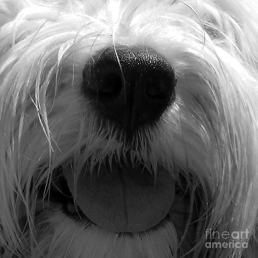 Timmy Tongue Photograph by Alene Sirott-Cope