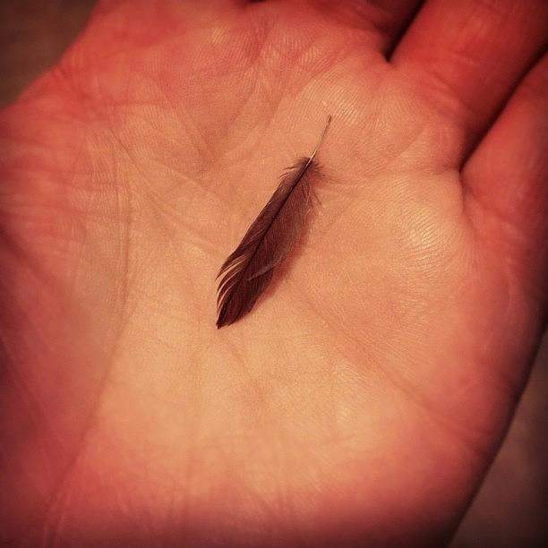 Feather Still Life Photograph - Tiniest #feather Ever by Omayra Rodriguez Silva