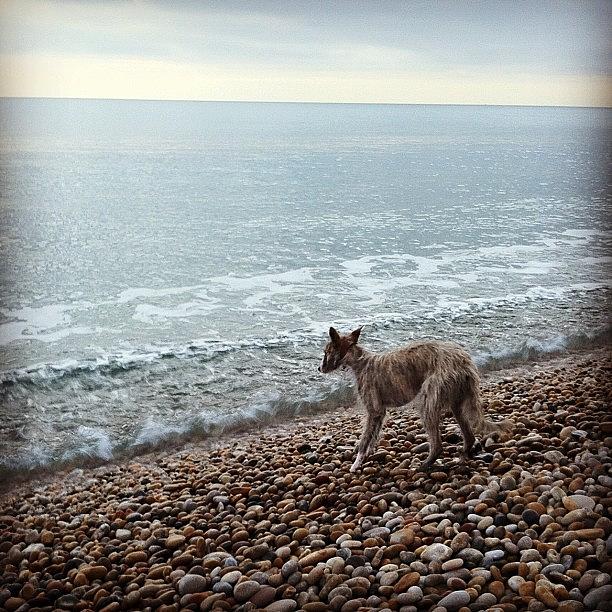 Portland Photograph - Tinker And Chesil Beach by Chloe Stickland