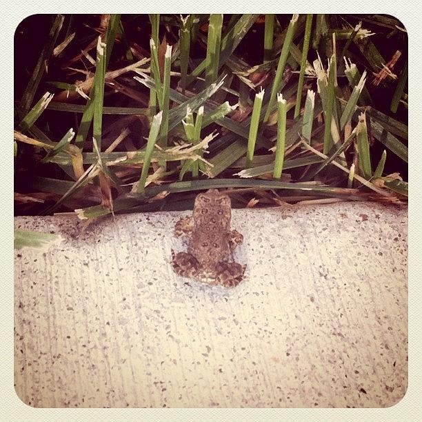 Frog Photograph - Tinnie Frog by Tony Yu