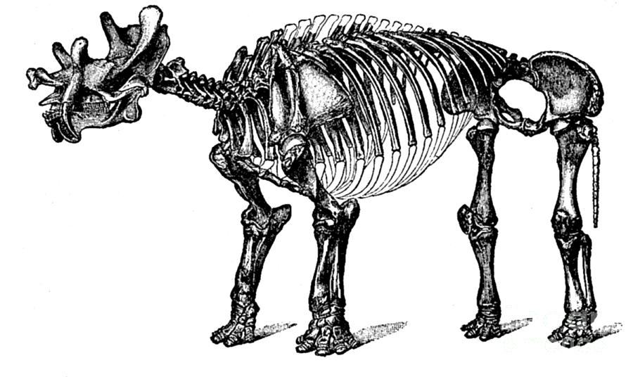 Tinoceras, Cenozoic Mammal Photograph by Science Source