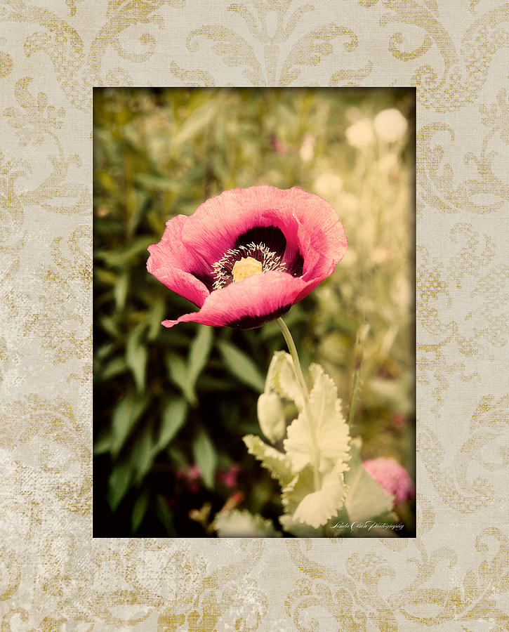 Tinted Poppy Photograph by Linda Olsen