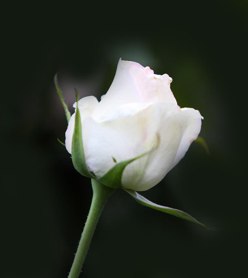 Tinted White rose Bud Photograph by Linda Phelps