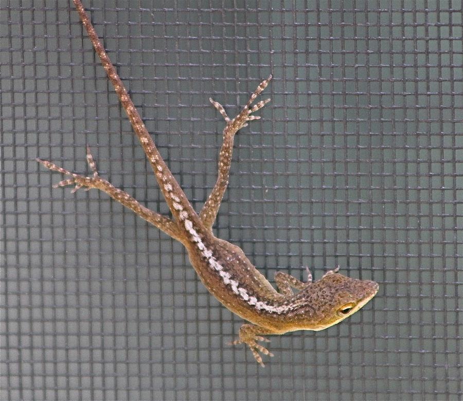 Tiny Baby Anole Photograph by Jeanne Juhos