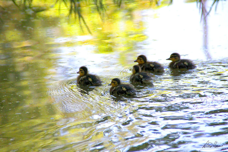 Tiny Baby Ducks Photograph by Diana Haronis