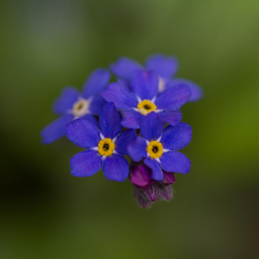 Tiny Blossoms Photograph by Andreas Levi