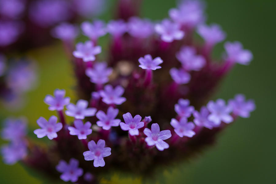 tiny blossoms II Photograph by Andreas Levi