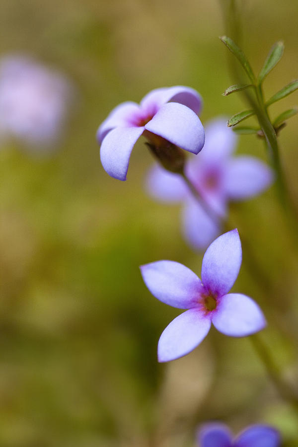 Flower Photograph - Tiny Bluet Wildflower - Houstonia pusilla by Kathy Clark