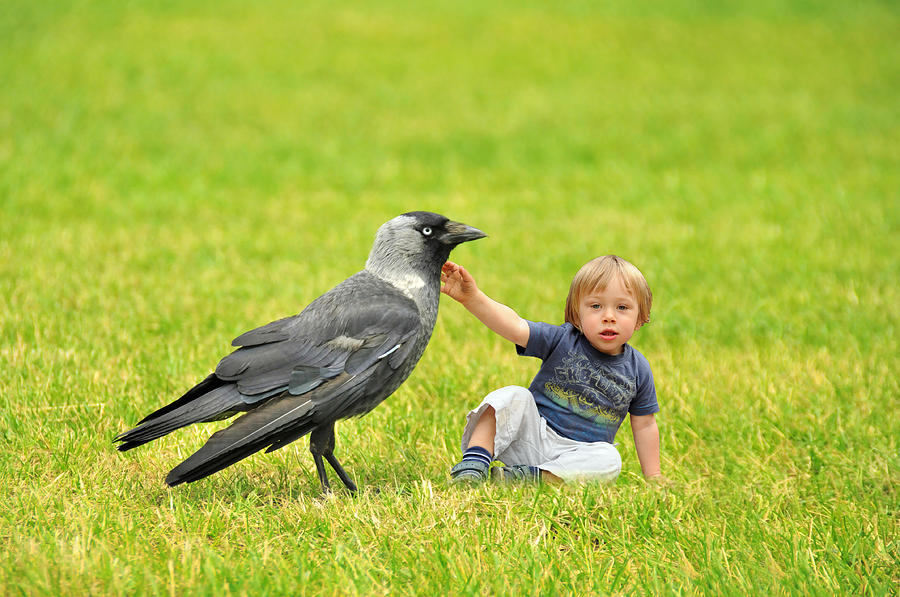 Tiny boy playing with a crow Photograph by Jaroslaw Grudzinski