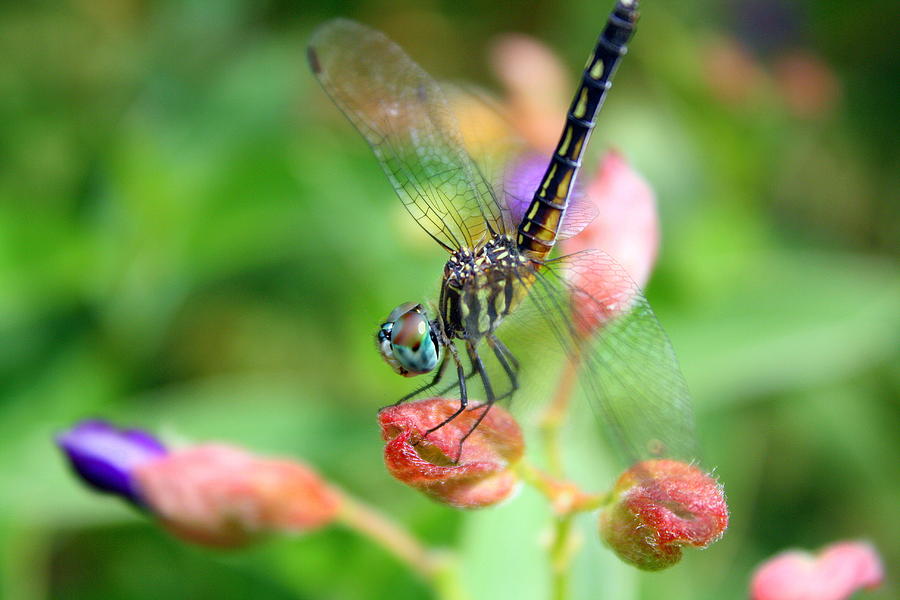 Tiny D Photograph by LC Linda Scott - Fine Art America