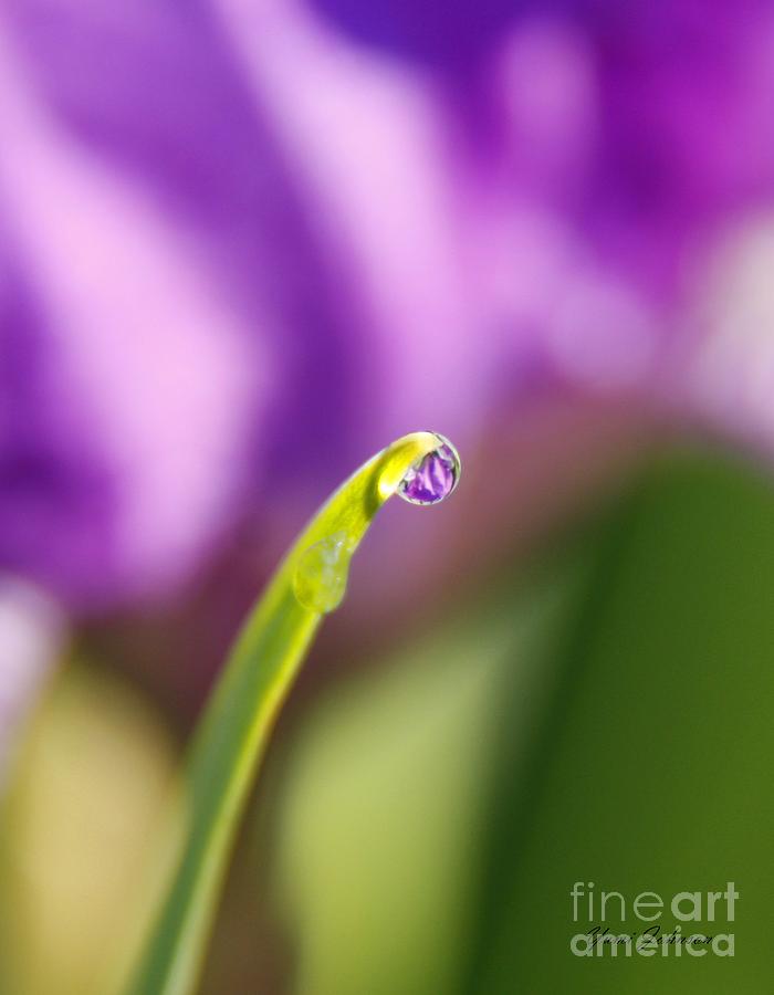 Tiny drop of purple Photograph by Yumi Johnson