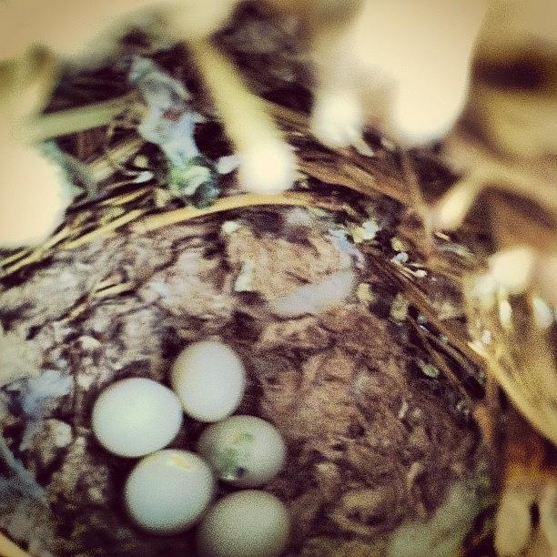 Finch Photograph - Tiny Finch Eggs by Lori Lynn Gager