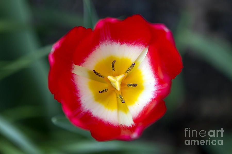Flower Photograph - Tiny Fireball by Thanh Tran