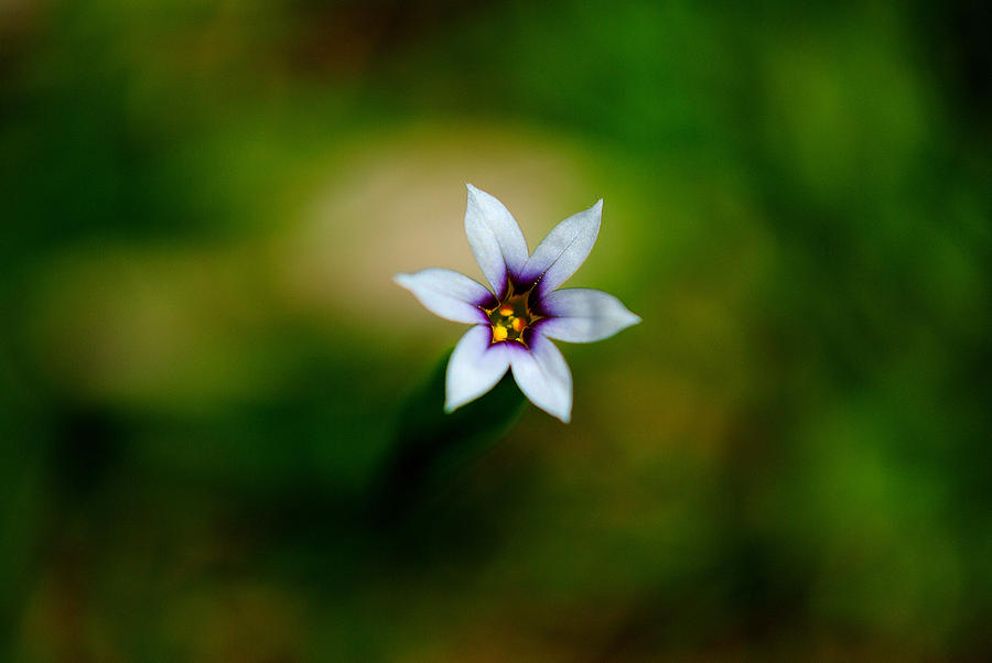 Flower Photograph - Tiny Flower by John Blanchard