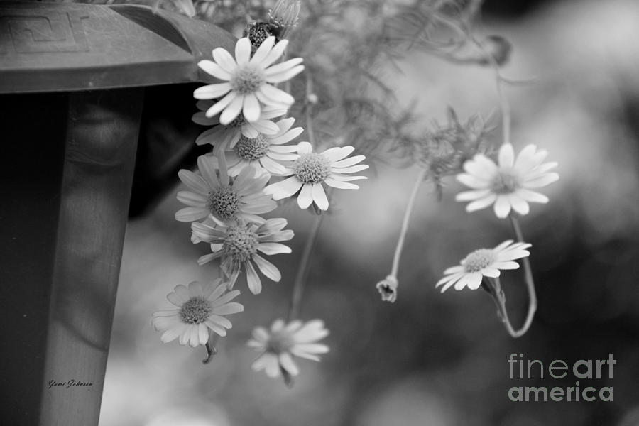 Tiny flowers in black and white Photograph by Yumi Johnson