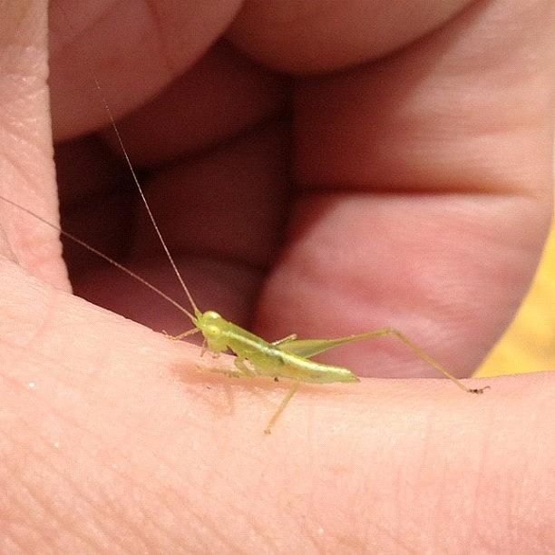 Grasshopper Photograph - Tiny Grasshopper by Cameron Bentley