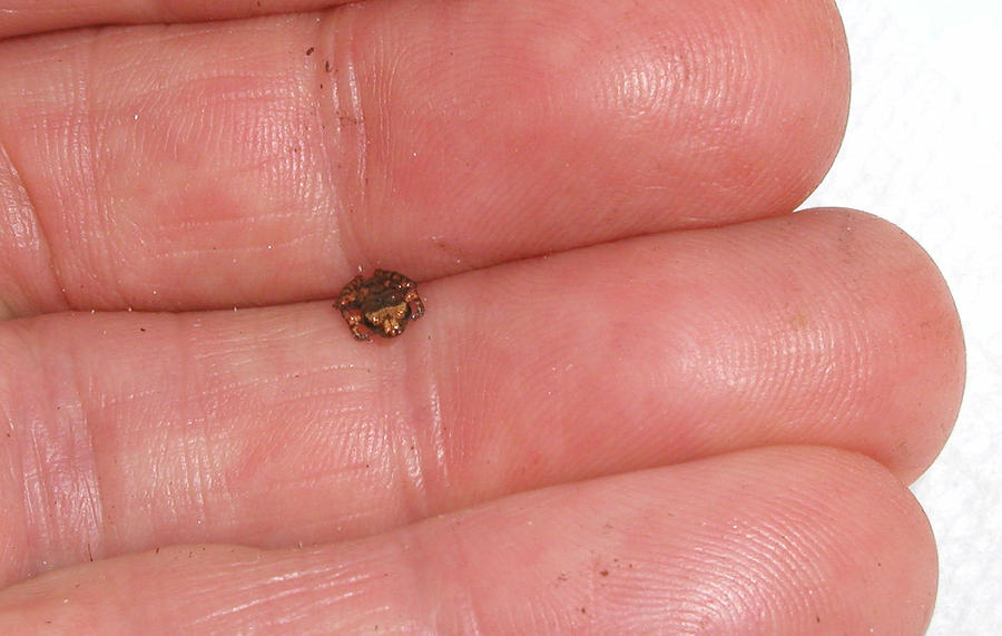  Tiny Frog