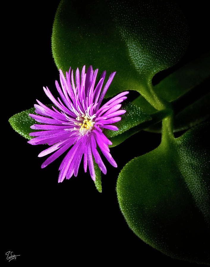 Tiny Ice Plant Photograph by Endre Balogh