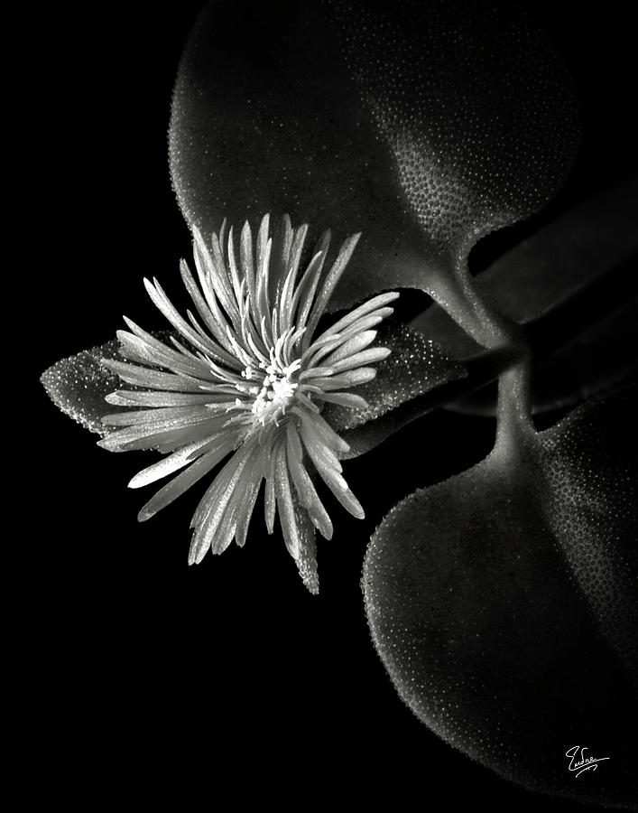 Tiny Ice Plant in Black and White Photograph by Endre Balogh
