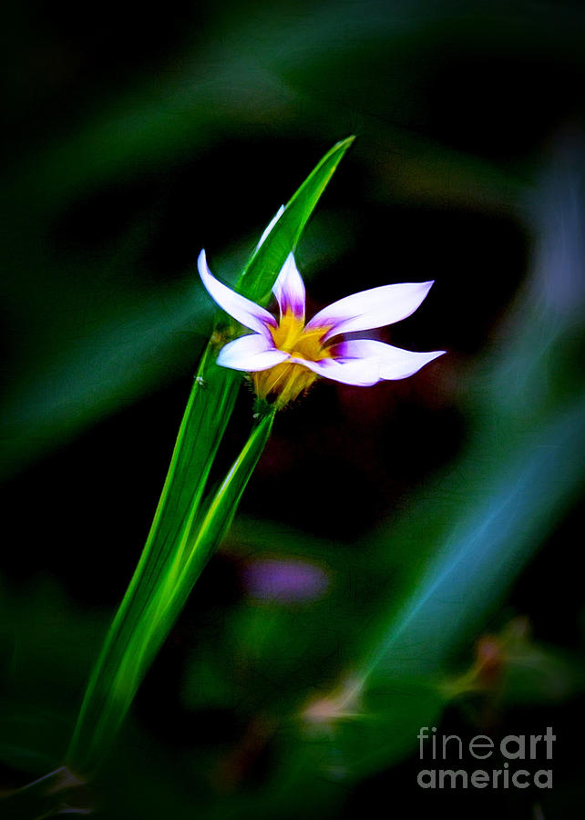 Tiny Iris Photograph by Judi Bagwell