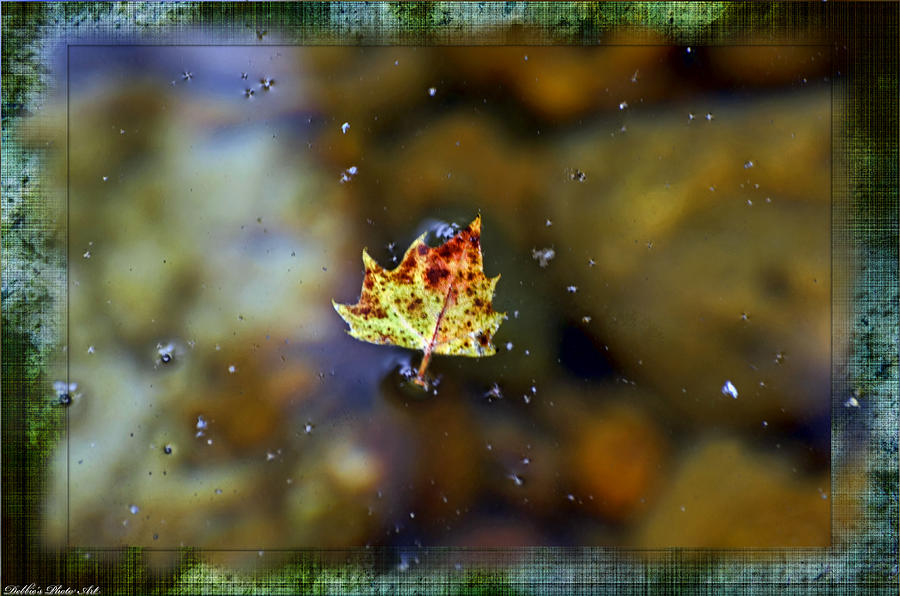 Tiny leaf on water surface Photograph by Debbie Portwood