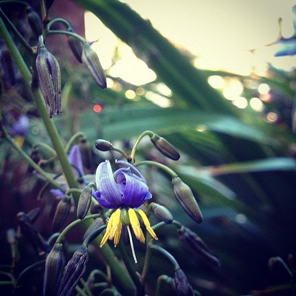 Tiny Little Blue And Yellow Flowers - Photograph by Katrina Reed