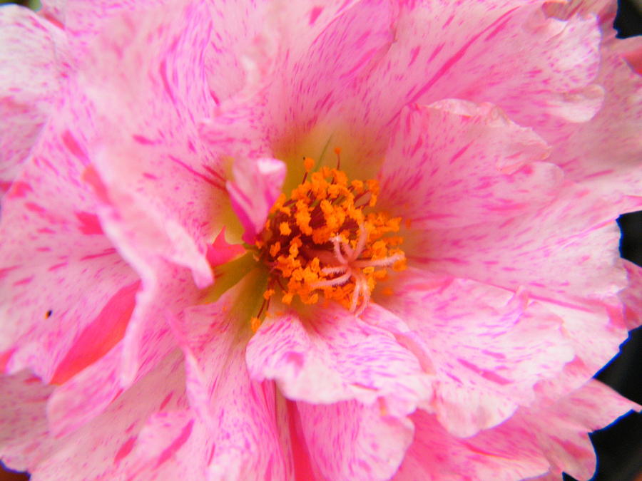 Tiny Moss Rose in the Rock Garden of Life Photograph by Mary Sedivy ...