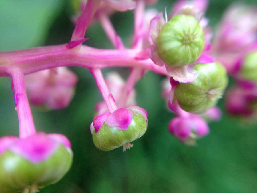 Tiny Pink Flowers Photograph by Naomi Wittlin