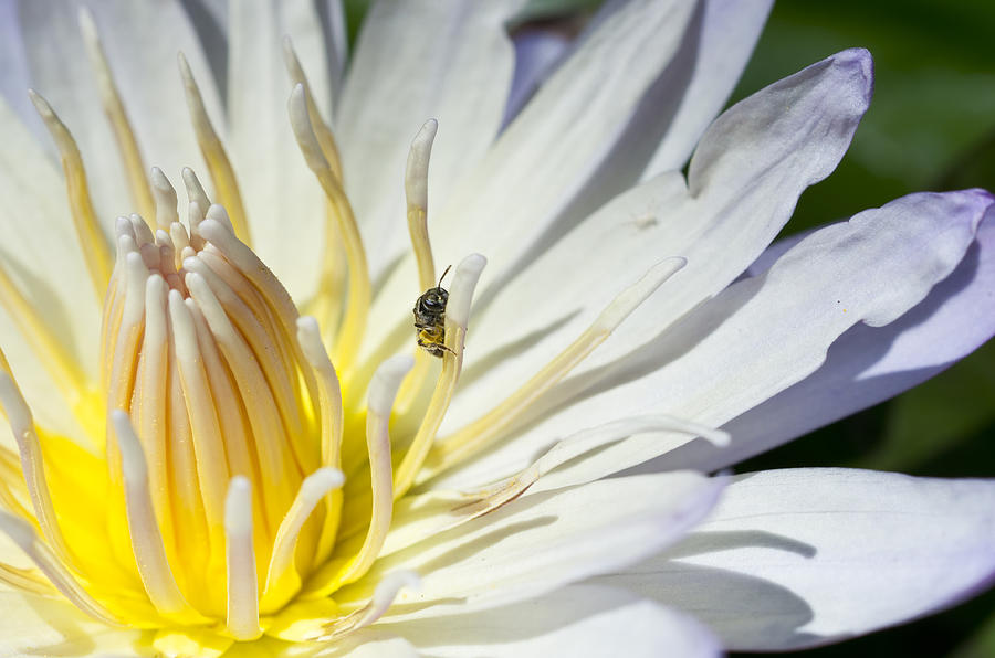 Nature Photograph - Tiny Pollinator  by Priya Ghose