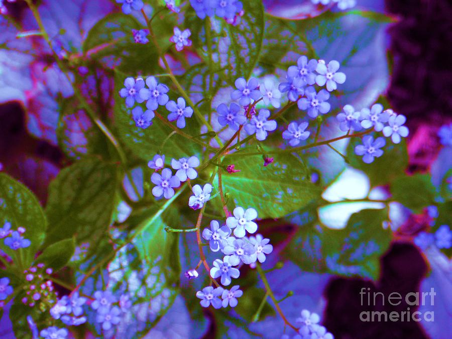 Tiny Purple Flowers Photograph by Susan Carella