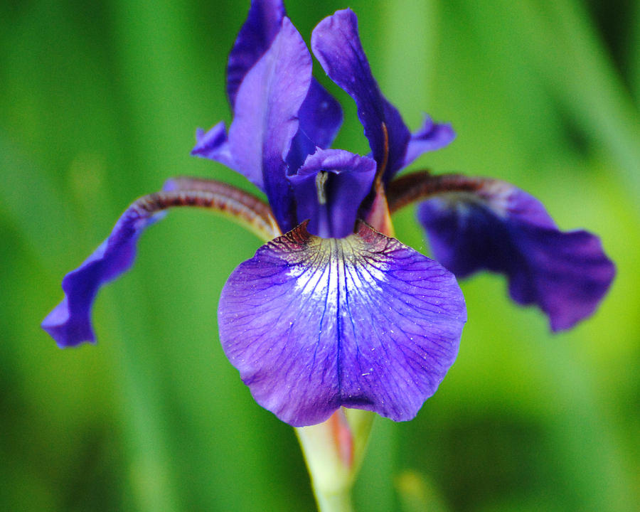 Tiny Purple Iris Photograph by Jai Johnson